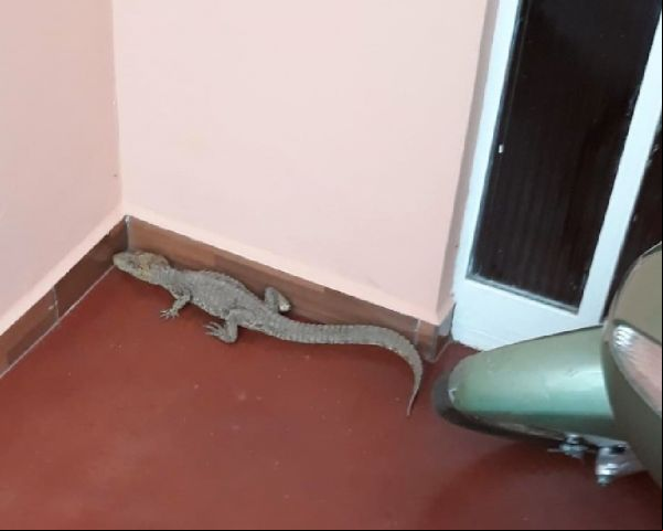 Caculé: Filhote de jacaré invade casa no centro da cidade; morador diz que não é a primeira vez que